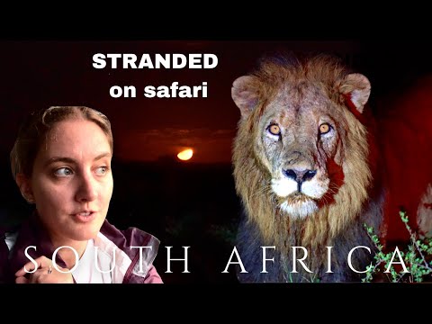 Night Safari South Africa surrounded by LIONS | Kruger Vlog