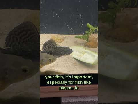 Organic diet for your pleco🥬🥒🫑