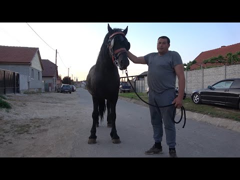 Armasarul lui Nelu de la Girisu de Cris, Bihor - 2022 Nou!!!