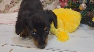 ミニチュアダックスの動画01