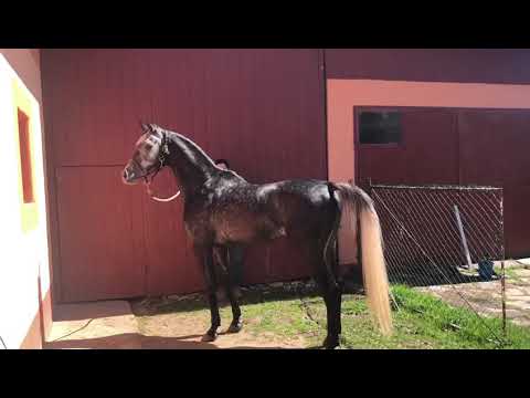 Armasar pursânge arab. Straight egyptian.