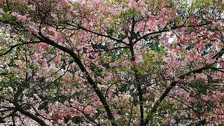 Flowering Dogwood Trees along US Hwy 50