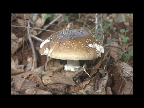 Naturaleza - Danit - 432 hz