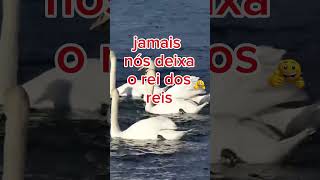 Hino 438 ccb | Oh! Que amor celeste | #joaootaviorufino #louvor