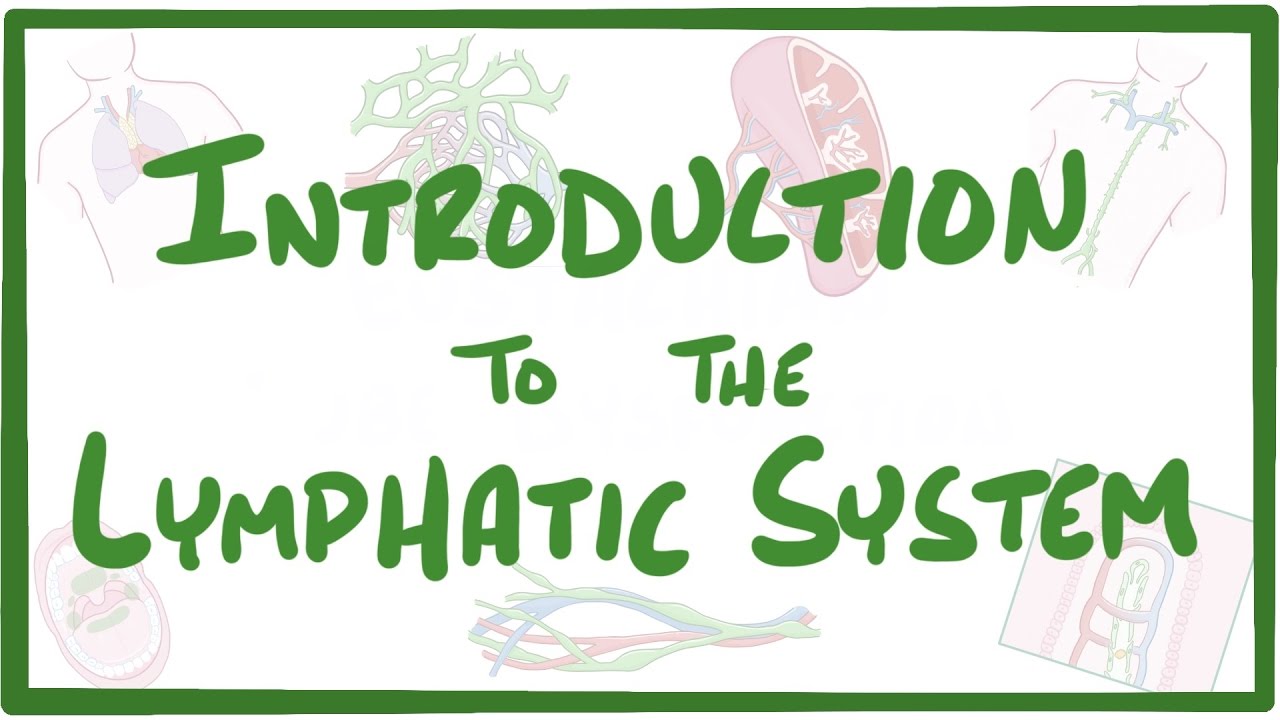 Introduction to the Lymphatic System