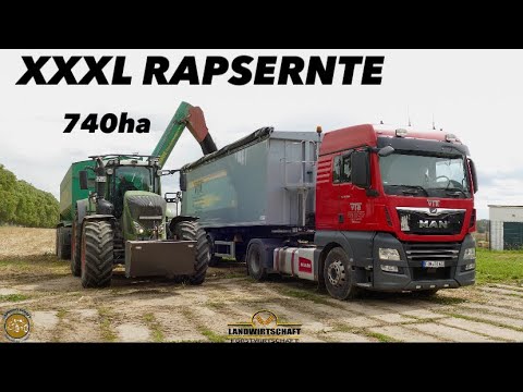 Raps auf LKW Überladen! XXXL Rapsernte 740ha mit 3 Claas Lexion Mähdrescher Raps dreschen 2023