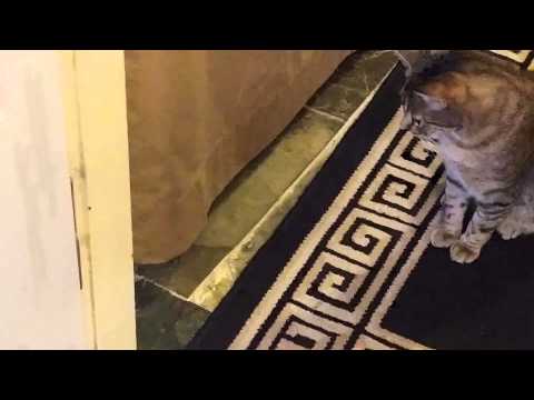 Komali and the Washing Machine