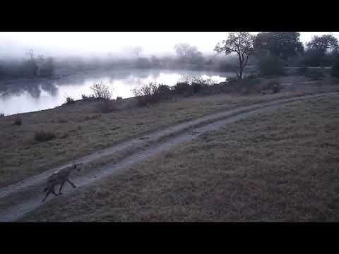 Djuma: Two Hyenas walk by - 05:44 - 09/08/2023