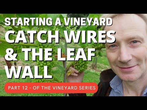 Part 12 Starting a vineyard.  Catch wires and leaf wall management.
