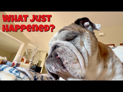 Reuben the Bulldog: Morning Disaster