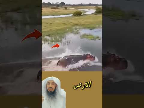 فرس نهر تطارده مجموعة من الكلاب البرية، فيهرب إلى الماء بوجود تجمع من التماسيح😱😭🥹☝🦛🐺🐊#animals#لايك