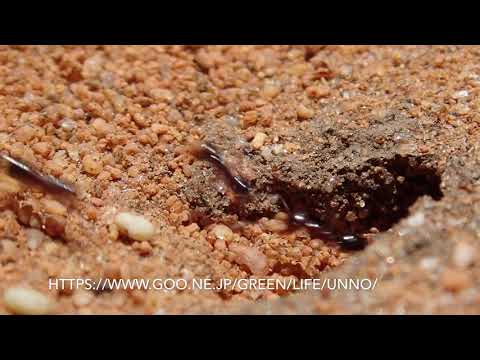 アリの巣の入り口　The entrance of the ant nest