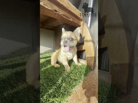 Video 4
