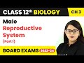 Class 12 Biology Ch 3 | Male Reproductive System (Part 1) - Human Reproduction CBSE/NEET 2022-23