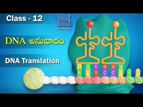 DNA అనువాదం – DNA Translation | Molecular Basis of Inheritance | Biology