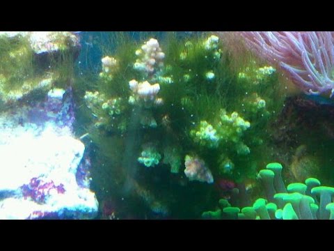 How to remove green hair algae from a reef tank.