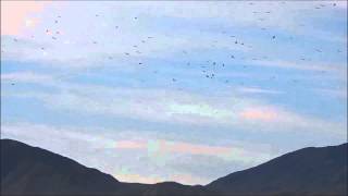 preview picture of video 'Swainson's Hawk Migration, Borrego Springs, California'