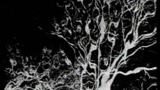 Taiga - Salvia Divinorum