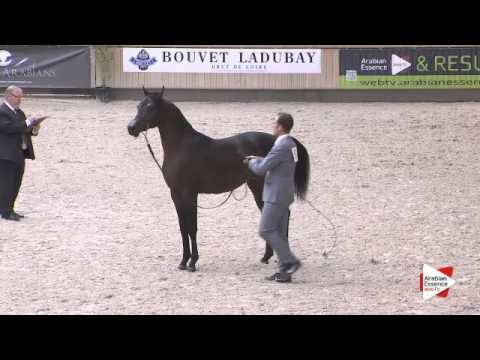 N.56 BAKERO - DEAUVILLE 2015 - Yearling Colts (Class 6A)