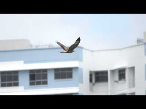 Oriental Honey Buzzard bird-in-flight