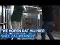 Leeuw Simba verhuist naar nieuw verblijf