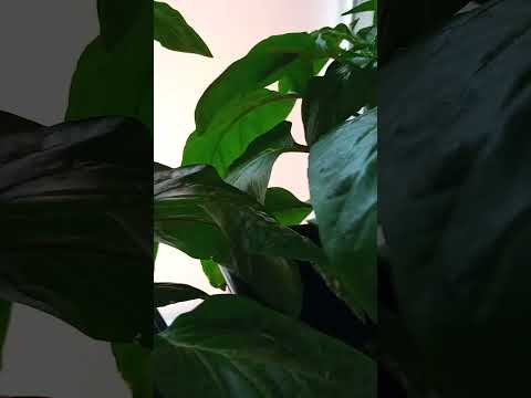 Paprika und die kleinste Tomate der Welt☺️