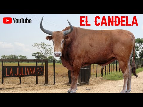 EL CANDELA: The story of Colombia's most famous bull