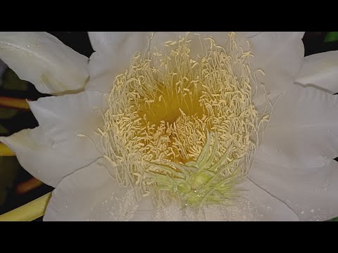 3 Dragon fruit flowered in my home terrace garden  on 22/06/23 #dragonfruit #dragonfruitflower