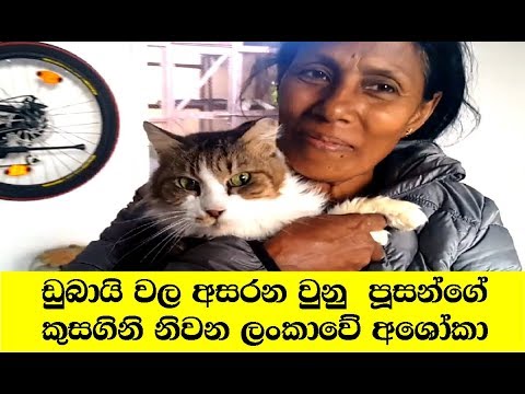 ඩුබායි වල අසරන වුනු  පූසන්ගේ  කුසගිනි නිවන ලංකාවේ අශෝකා  | Story Of Sri Lanka Housemaid in Dubai