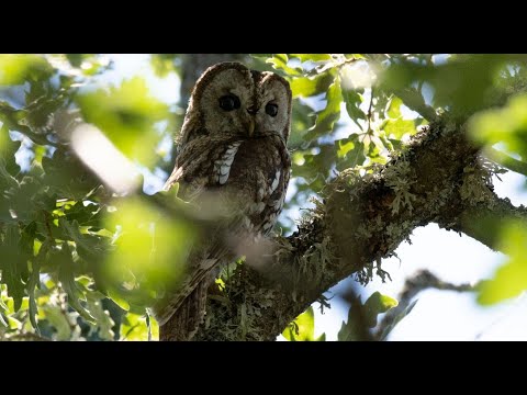 Presentada la Guía de Fauna de Valonsadero de Valentín Guisande