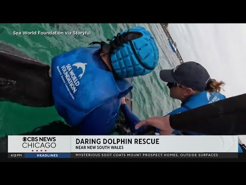 Sea World Foundation rescues dolphin from fishing line in Australia - YouTube