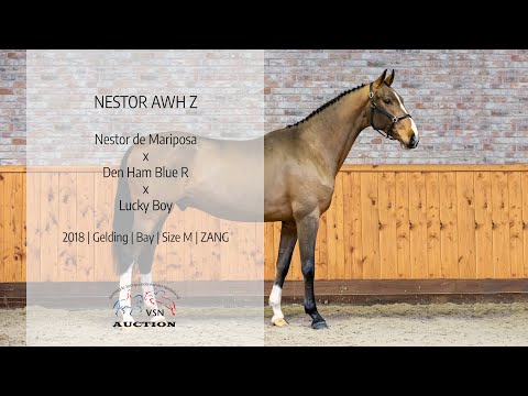 Nestor AWH Z (v.Nestor de Mariposa x Den Ham Blue R)