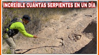 AVENTURA NUMERO 248 INCREÍBLE CUÁNTAS SERPIENTES DE CASCABEL POR LOS LUGARES QUE PASAN LOS MIGRANTES