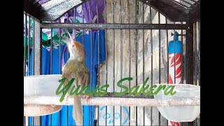 Download lagu MASTERAN PRENJAK LUMUT GACOR sekaligus PANCING BUNYI prenjak BAHAN! mp3 Download lagu MASTERAN PRENJAK LUMUT GACOR sekaligus PANCING BUNYI prenjak BAHAN! mp3