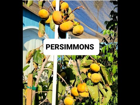 Can FUYU PERSIMMONS Bear FRUITS in a Container??? Find out.