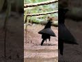 Dancing Bird Western Parotia  Bird Of Paradise Birds Dancing Black Nature Youtube
