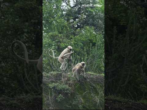 "Mother Langur Protects Her Baby from Bullies | Emotional Wildlife Moment | Grey Langurs in India"