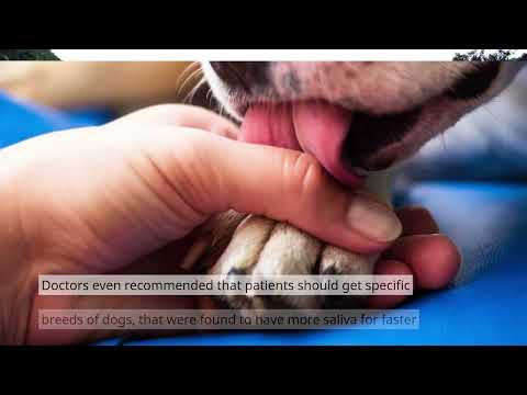 Why do Dogs Lick your Wounds? Here are reason Why Dogs lick you Wound Explained and Answered