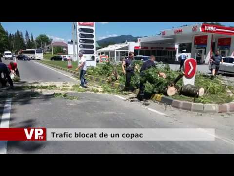 Trafic blocat de un copac