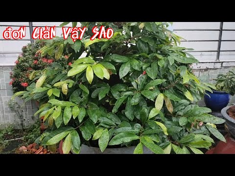 muốn mai ôm nụ thì làm sao.muốn mai mới ghép đi đọt thì làm gì.tuyệt chiêu