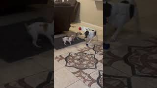 Video preview image #1 Chihuahua-Unknown Mix Puppy For Sale in HOUSTON, TX, USA