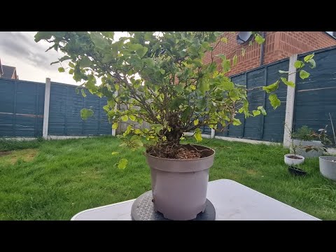 Twisted Hazel pre bonsai first look and branch selection