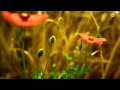 Linkin Park - numb (Female cover Chillstep) (1080p ...