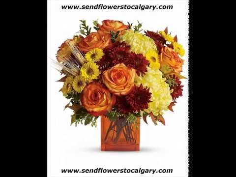 download lagu mp3 mp4 Flower Delivery Calgary Alberta, download lagu Flower Delivery Calgary Alberta gratis, unduh video klip Flower Delivery Calgary Alberta