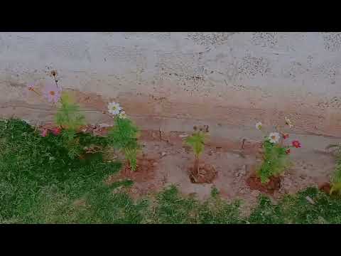 🌺 🌹 Natural beauty of flowers 💗