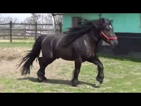 Armasar - Herghelia Fitero