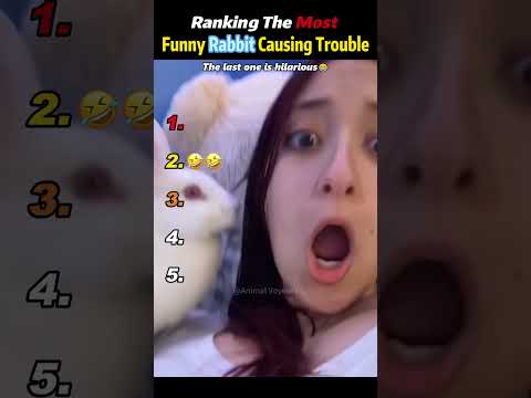 Ranking The Most Funny Rabbit Causing Trouble #ranking #top5 #funny