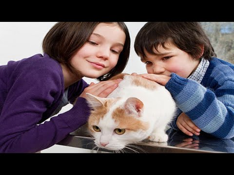 Most Naughty and Beautiful Cat in World|@arshadzarin