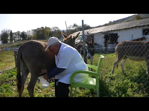 Video Thumbnail: 'Taste of love': Albanian farmers face exploding demand for donkey milk | AFP