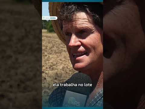 Após enchente, produtor Celso Girotto luta para retomar plantio no Rio Grande do Sul